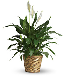 Simply Elegant Spathiphyllum - Medium from In Full Bloom in Farmingdale, NY